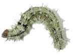 Pest Control. Pest Control Costa Blanca.  Pest. Pests. Pest Control Torrevieja. Bugs and Pest Control Spain. Pest Kill Spain
