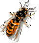 Pest Control. Pest Control Costa Blanca. Pest. Pests. Pest Control Spain. Bugs and Pest Control Spain. Pest Kill Spain
